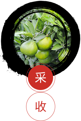 新會(huì)陳皮廠(chǎng)家
